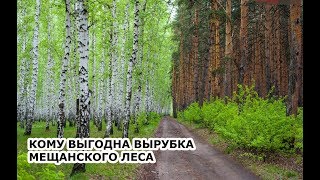 ПРАВДИВАЯ ИСТОРИЯ ВЫРУБКИ МЕЩАНСКОГО ЛЕСА