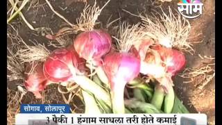 #Agrowon: Success Story of Laxman Sarde of Onion Farming in Solapur