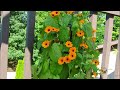 35 Best Vines for Containers  Climbing Plants for Pots