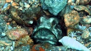 Jawfish with Eggs