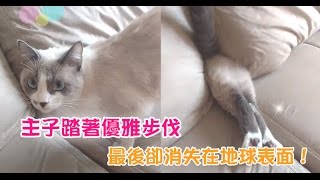 【Cute萌寵】主子踏著優雅步伐來到沙發前，和我對望兩秒後鑽向沙發，便這麼消失在地球表面了～