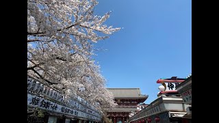 うららかな春の青空と満開の桜、静かな浅草