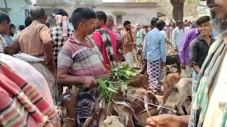 রহনপুর ছাগল হাট থেকে সুন্দর সুন্দর ছাগল দেখতে ভিডিওটিতে চোখ রাখুন,