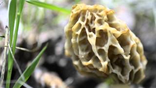 Morel Season