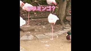 フラミンゴに憧れる鳥？！