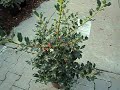 ilex aquifolium alaska