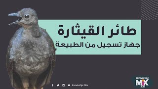 طائر القيثارة: أعجوبة من الطبيعة يقلد جميع الأصوات |Knowledge Mix