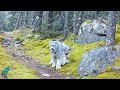 Incredible footage of lynx in northern Minnesota