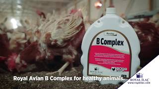 Poultry feed consisting of Vitamin B complexes, preserve metabolism while increasing productivity