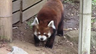 今年で20歳！夕暮れ時に歩き続けるレッサーパンダ 「風太」（千葉市動物公園） Red Panda [Fuuta]