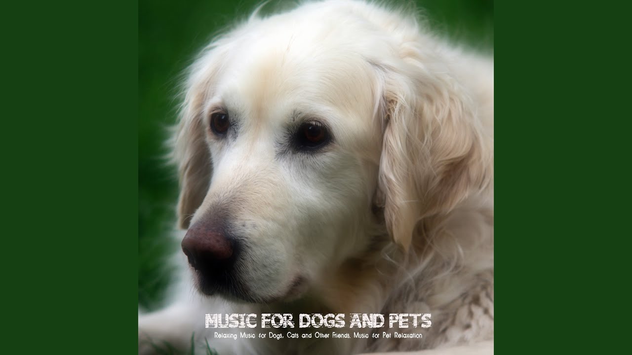 Loving Your Pet Youtube