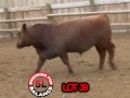 5l red angus lots 31 40 red bulls