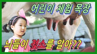 아이들과 가볼만한 곳 | 젖소 우유 짜기 | 송아지우유 먹이기 | 아이스크림 만들기 | 치즈만들기 | 어린이 체험 학습 | 용인 청계목장