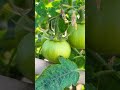 harvesting winter vegetable terrace garden farming assamesesong greenleaf garden organicfarming