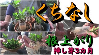 【挿して3カ月】くちなし挿し芽の鉢上げ【根上り仕立て】