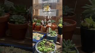 多肉植物の遮光に悩んだらこれ見てみて🙆#ショート #多肉植物 #たにくしょくぶつ #遮光 #暮らし #植物 #多肉植物初心者