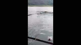 NSP FISHING | Mancing Nila Di Waduk Wadas Lintang