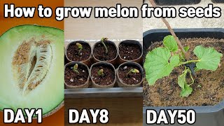 How to grow melon from seeds