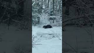 Ja pavasaris nenāk pie bebra, bebrs iet pie pavasara/Beaver in Latvia