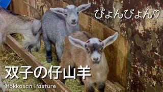 双子の仔山羊ちゃんもちゃもちゃ♡【六甲山牧場】この春生まれの可愛い双子の仔山羊ちゃんをご紹介