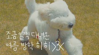 프리랜서는 여름방학이 조금 빠르지☀️대형견 골든두들 빙봉이와 함께한 기생캠핑⛺️ (ft. 제천패밀리오토캠핑장,반려견동반캠핑,텐들이,캠핑입문)