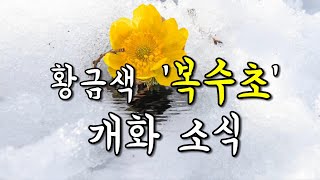 황금색 복수초 개화 소식 전합니다, 홍릉숲 복수초, #복수초