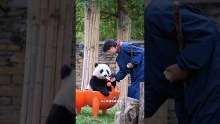 24.11.07神樹坪～奶媽如果沒有笋笋，蕊蕊崽我可不吃喔！ #panda #giantpanda #cute #大熊貓 #pandababy #熊猫宝宝 #熊猫