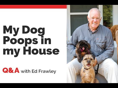 Q&A - Help! My Dog Poops in My House! Q&A - Help! My Dog Poops in My House!