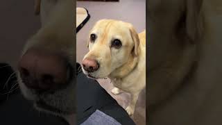 散歩に行こうよとアピールしてくるラブラドールレトリーバー #shorts #labradorretriever