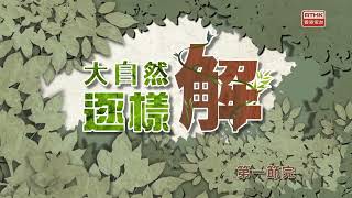 大自然逐樣解：竹蜂咬竹蜜蜂跳舞