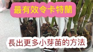 卡特兰種植-4）卡特蘭分株不分盆）小苖長滿盆）的要點過程講解（13-5-2020）