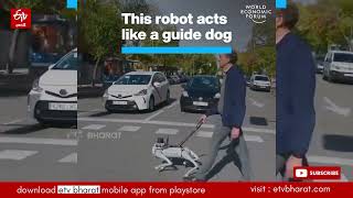 ఈ రోబో గైడ్ డాగ్‌లా పనిచేస్తుంది || This robot acts as a guide dog