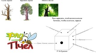 Где ставить ловушки для пчёл?Чем привлечь рой в роеловку?