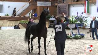 N 66 NAJM AL KHALEDIAH   Prague Intercup 2015   Stallions 4 6 years old Class 10