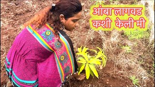 आंबा लागवड || Mango Plantation ￼|| आंबा लागवड कशी करणे ||आंबा सम्रट @janardhanwaghere7655