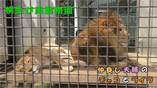 【桐生が岡動物園】ライオン夫婦のチャコとライラ２