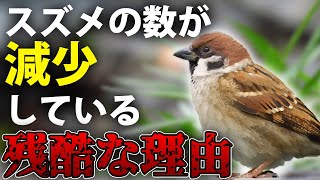 【ゆっくり解説】スズメが危ない！スズメが減少している残酷な理由！！