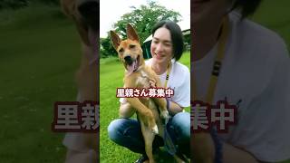 元気いっぱいミナミちゃん🐶この動画で1人でも多くの方に知っていただけたらと思います。１匹でも多くの命が救われますように🐶🐱 #保護犬  #里親 #募集中 #ボランティア活動 #保健所