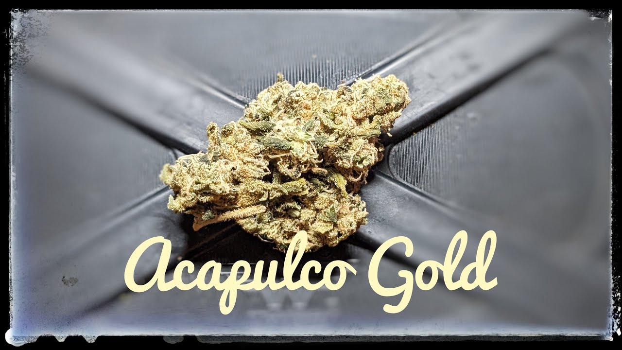 Legacy Strain Review - Acapulco Gold - YouTube