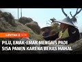 Harga Beras Mahal, Emak-Emak di Madiun Terpaksa Mengais Padi Sisa Panen | Liputan 6