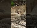 sleepy newborn lion cub🥱😴 shorts baby lion