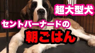 セントバーナードの朝ごはん【超大型犬】