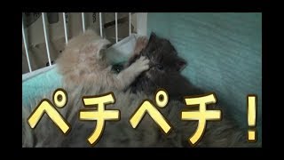 【猫好き】ペチペチ！（ラガマフィン）《funny cats》