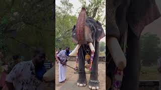 വടക്കുംനാഥനെ വണങ്ങാൻ വന്ന ഇവനെ മനസ്സിലായോ  | Kerala elephant | Aana | Pappan | ആന പാപ്പാൻ | തൃശ്ശൂർ