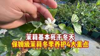 保姆讲解，冬季茉莉花养护4大重点