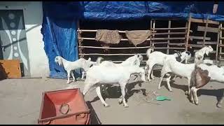 New Sojat Goat Collection For Sale  || At Khan Goat Farm || #goat #farm #video #viral #mashallah