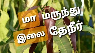 Mango Leaf Tea|மா இலை மருந்து டீ|Helathy \u0026 Energetic Mango Leaf Tea