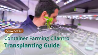 Master Transplanting and Light Cycles | Cilantro Grow Guide