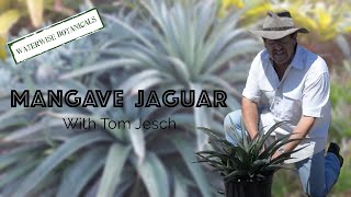 Mangave 'Jaguar’ with Tom Jesch | Waterwise Botanicals