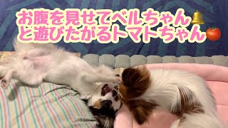 【パピヨン🐶ベルトマトちゃん】先住犬にお腹を見せて遊んでとねだる2代目犬。